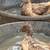 Ducks 3 thumbnail