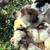 Silkie chicks 4 thumbnail