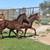 AQHA Bay Stud Colt 1 thumbnail