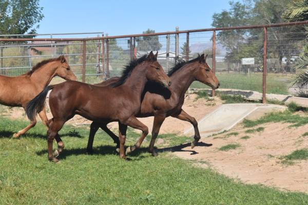 AQHA Bay Stud Colt 1
