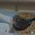 4 parakeets with cage 2 thumbnail
