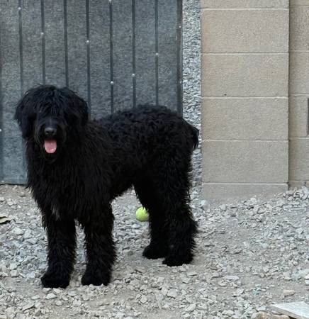 Bouvier 8 months old female63860184486275120
