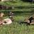 Call duck starter flock 4 thumbnail