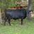 Bred cows 14 thumbnail