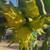 Yellow Dragon Fruit 3 thumbnail