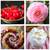 PERFECT IN PINK  (BATH AND BODY WORKS) 3 thumbnail