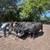 Bred cows 19 thumbnail
