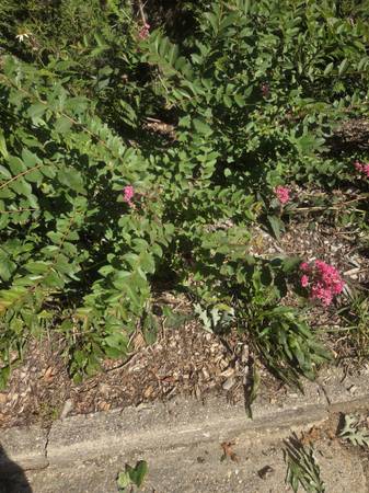 Crape myrtle 1