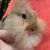 Bunnies - Holland Lop / Lionhead Mix - Rabbits 5 thumbnail