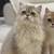 British shorthair and longhair Kitten for sales 3 thumbnail