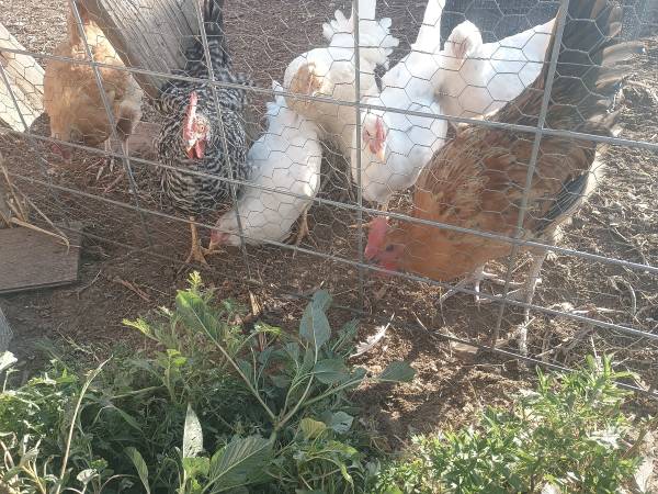 Roosters 1