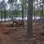 Tree removal/ tree service/ land clearing 11 thumbnail