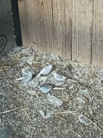 Palomas diamante (Kyle)63975348797954122