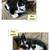 Kittens – 8 weeks old 2 thumbnail