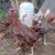 Rhode island red rooster 3 thumbnail