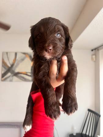 Chocolate and Merle Aussiedoodles 1