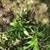 Different plants and ground cover for sale 5 thumbnail