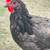 Hens young layers different breeds 1 thumbnail