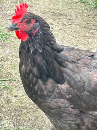 Hens young layers different breeds 1