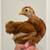 Buff Cochin Bantam Pullets and Cockerels 1 thumbnail