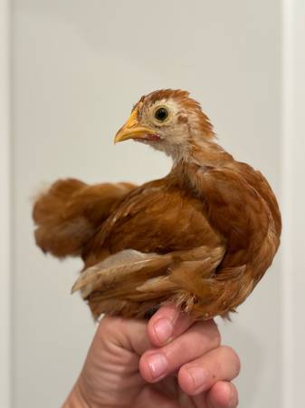 Buff Cochin Bantam Pullets and Cockerels 1
