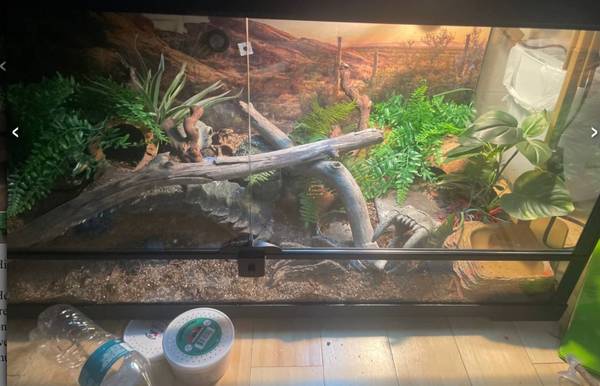 geco leopardo con recinto adecuado (squirrel hill)63882278841729121