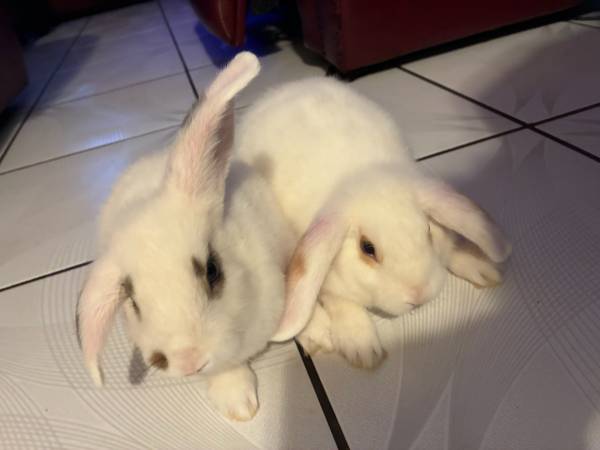 Lop eared bunny 1