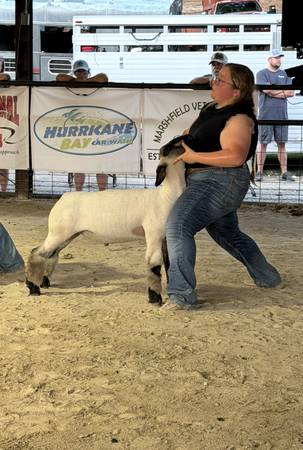 Market Show Lamb 1