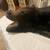 REAL BLACK BEAR RUG 1 thumbnail