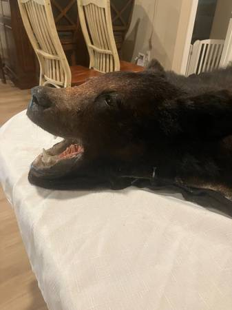 REAL BLACK BEAR RUG 1