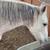 Aztek Dancing Horse 4 thumbnail