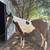3yo gelding 2 thumbnail