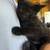 kitten items 1 thumbnail