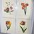 Pierre Joseph Redoute French Botanical Prints 1 thumbnail