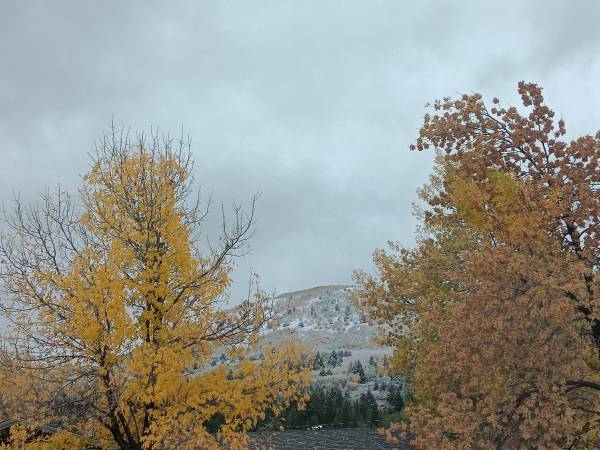 Sustained Lemon LLC cleaning services 1