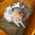 Adorable Kittens 1 thumbnail