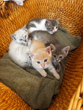 Adorable Kittens 1
