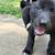 German shepherd puppy 1 thumbnail