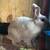 Bunnies 4 thumbnail