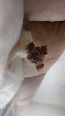 Apple head teacup chiuahua (South San Francisco)634775094972171215