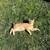 Manx Kittens 2 thumbnail