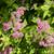 🌳 Transform Your Garden With Perennial Bushes & Trees – Availiable al 14 thumbnail