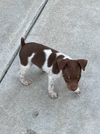 Rat terriers (Goshen)63873027341827120