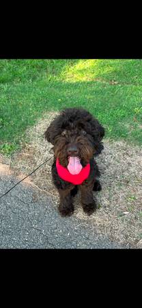 Double doodle (goldendoodle labradoodle mix) 1