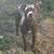Cane, brindle gray pit bull (neuteured, chipped, vaxxed) 1 thumbnail