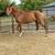 American Mustang (Horse) 2 thumbnail