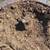 Stump Grinder 1 thumbnail