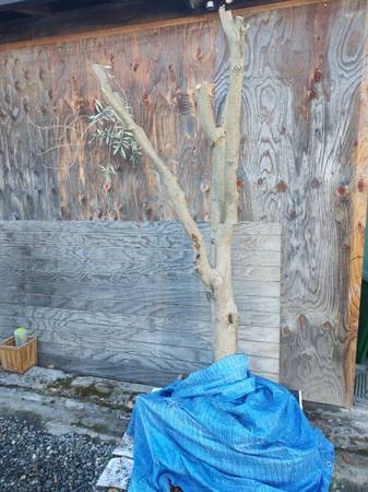 FRUITLESS OLIVE TREE 1