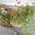 Zelkova Serrata Bonsai Copse 6 thumbnail