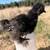 Silkie chicks 3 thumbnail